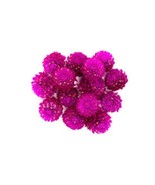 White Tea Gomphrena Globosa Flower Tea Flower Tea Herbal Tea Drink 50 g - $8.91