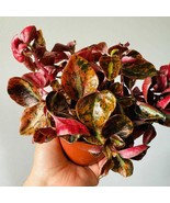 Peperomia Creme Brulee Black Pumpkin Peperomia Gothic Decor Live Plant I... - $181.08