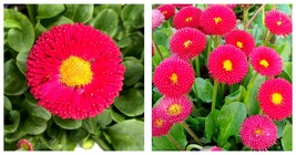 Red Mid Dual Daisy Seeds Garden Seeds 3,000 Seeds  - $32.99