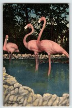 Pink Flamingos Florida Postcard Linen 1951 Wild Animal Ranch St. Petersburg - £5.44 GBP