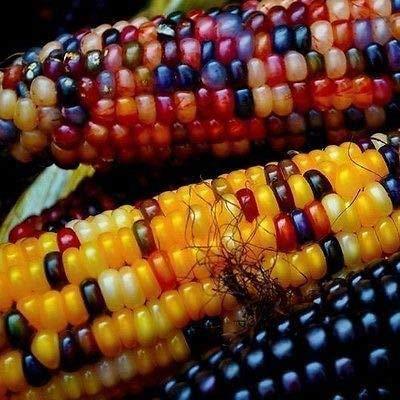 50 Broom Corn Ornamental Corn Seeds