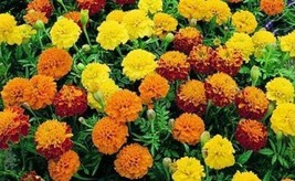 Simple Pack 80 seed  Marigold Dwarf French Petite Mix - £6.27 GBP