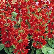 Salvia Coccinea Scarlet Sage 200 Seed  - £4.49 GBP