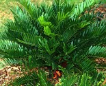 Zamia Floridana Coontie Cycad 5 seeds USA Fast Shipping - $14.98
