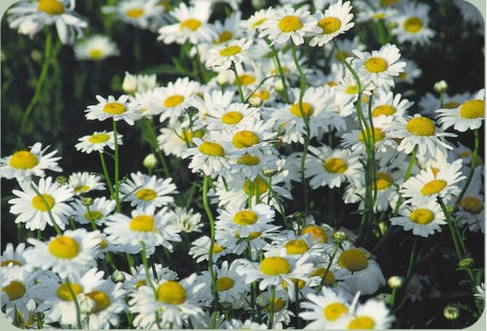 100 Fresh seeds Ox Eyed Daisy Chrysanthemum Leucanthemum - £9.27 GBP