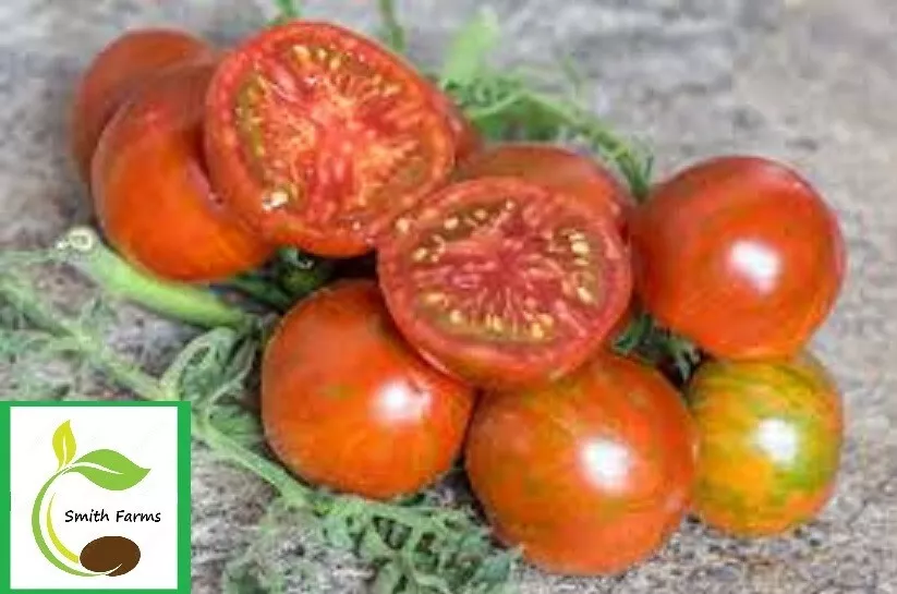 50 Seeds Spike Tomato Vegetable Garden - $9.60