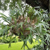 Fresh Staghorn Fern Netherlands Elkhorn Playtcerium Bifurcatum Rooted St... - £44.12 GBP