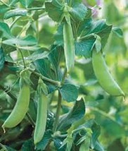 Tisseeds Pea Seed Early Alaska Heirloom Non Gmo 100 Seeds Great Peas Fast Ship U - £6.75 GBP