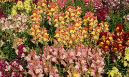 1000 Snapdragon Flower Seeds Giant Tetra Mix Antirrhinum Majus - £11.03 GBP