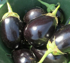 ArfanJaya 300 Eggplant Seeds Black Beauty Spring Vegetable Garden Heirloom Non-G - £7.38 GBP