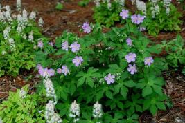 WILD GERANIUM 10 roots (maculatum) image 3