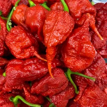 Primotali Primotalii Chile Pepper Possibly Hottest in The World Fast Ship Fresh  - $15.10