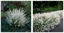 Small Starter Live Plant Salix Integra &#39;Hakuro Nishiki&#39; White Dappled Willow - £41.45 GBP
