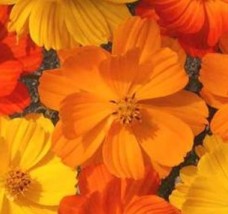COSMOS BRIGHT LIGHTS MIX 30 FRESH FLOWER SEEDS FREE USA SHIPPING - $2.34