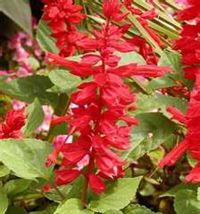 50 Fresh Seeds Scarlet SAGE-SALVIA - £7.59 GBP