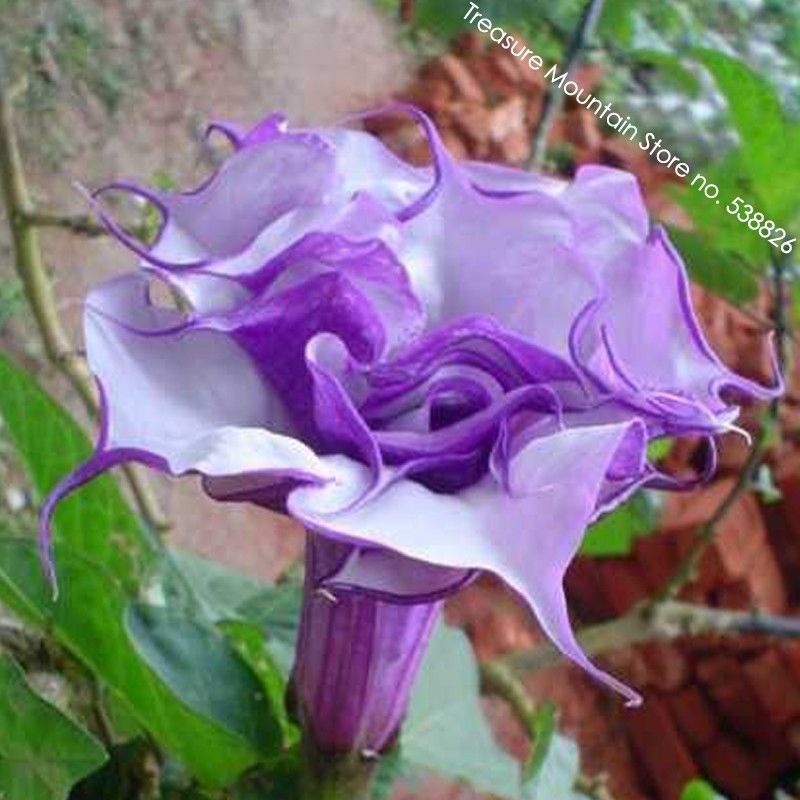 New Fresh Purple Corrugated Double Morning Glory Seeds - $3.39