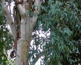 Eucalyptus Camaldulensis (Red River Gum) 200 seeds - £2.52 GBP