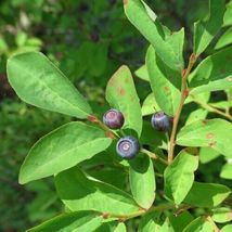 25 Seeds Huckleberry Evergreen From US - £7.59 GBP