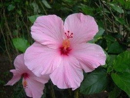 Garden Flowers Seed 100 Light Pink Hibiscus Seeds Hibiscus Rosa-sinensis - $4.41