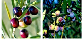 Canino Olive Tree 20 Seeds (Olea Europaea) European Common Edible Fruit Plant - £19.51 GBP