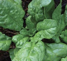 America Spinach Seeds | Organic FRESH - $11.71