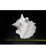 Nautical marine Shell 7 x 7&quot; aquarium shell decor - $196.88 CAD