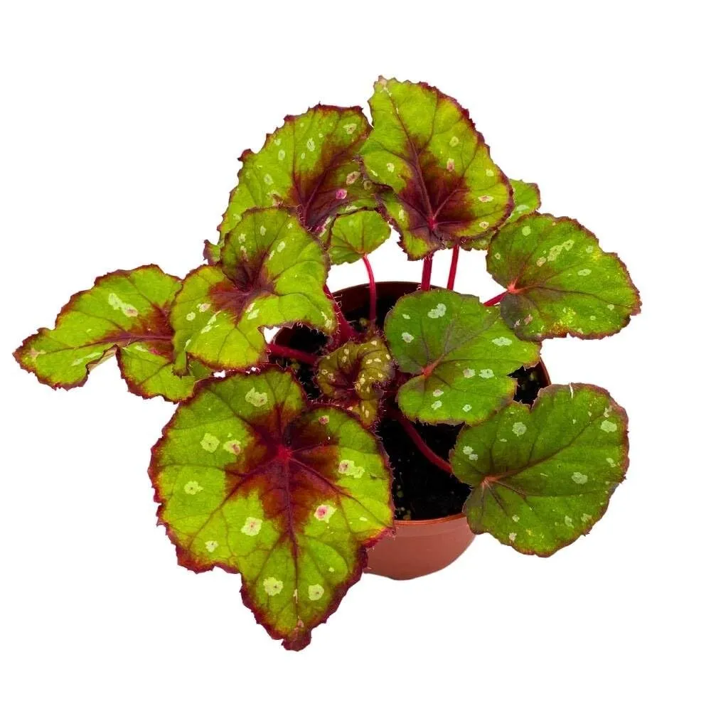 Grin in 4 in Begonia rex Green and red with White Spots - £31.67 GBP