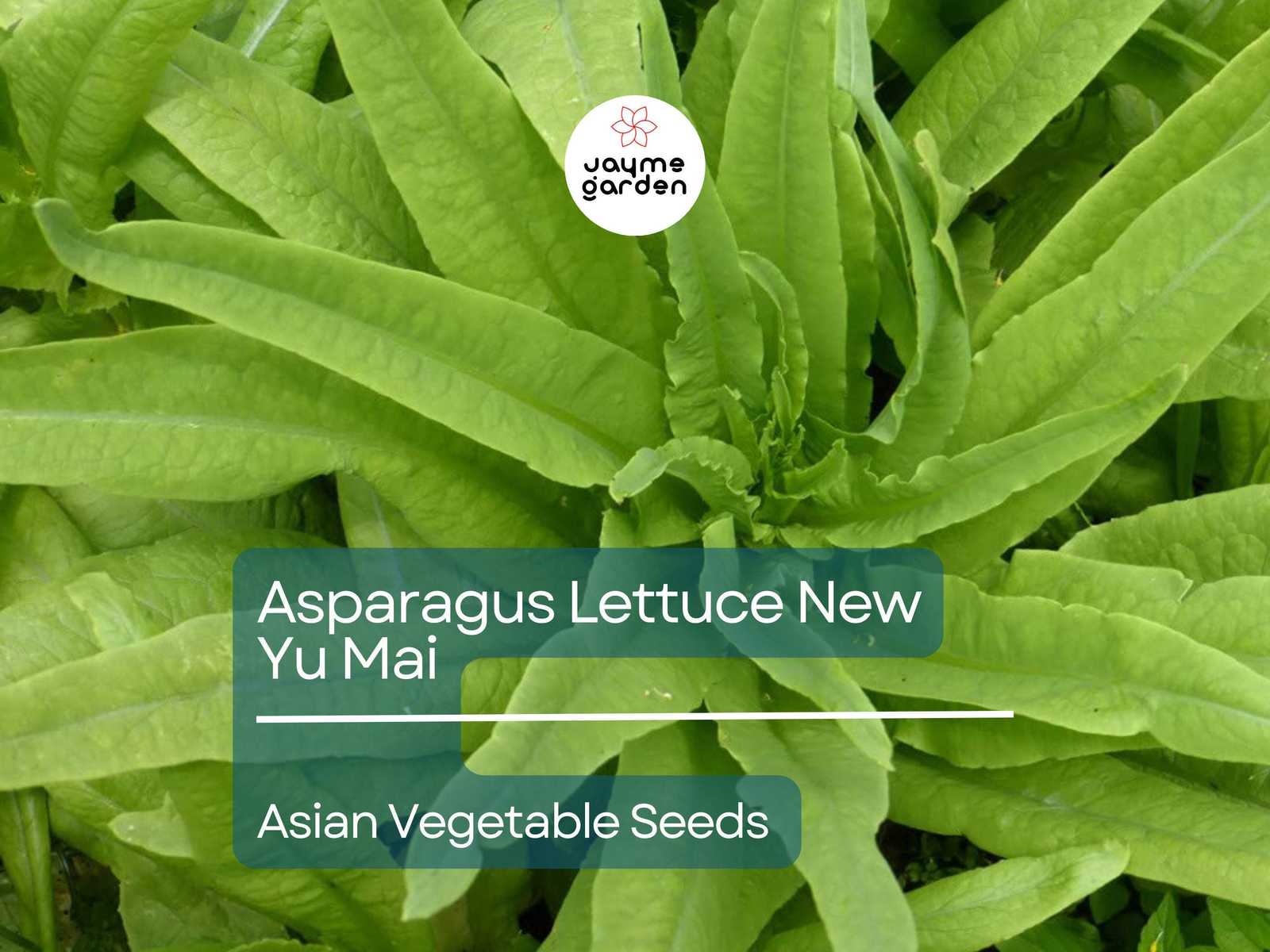500mg Asparagus Lettuce Seeds - New Yu Mai Variety - Celtuce Heirloom No... - $4.50