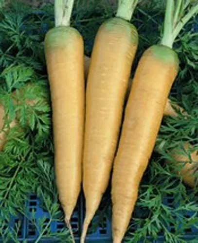 Fresh Seeds Carrot Solar Yellow Vegetable 500 Seeds - £10.98 GBP