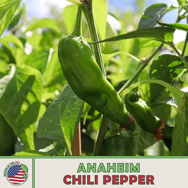 50 Anaheim Chili Pepper Seeds Non Gmo Genuine Usa Garden - $6.50