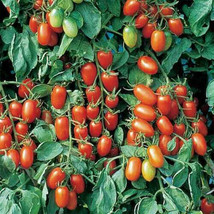 50 Seeds Juliet Tomato Vegetable Fresh Seeds - $6.80