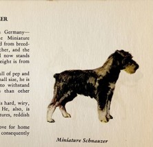 Miniature Schnauzer 1939 Dog Breed Art Ole Larsen Color Plate Print PCBG17 - $29.99