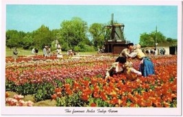 Holland Michigan Postcard Nelis Tulip Farm Kissing Couple Curteich 1955 5C-K2517 - £2.33 GBP