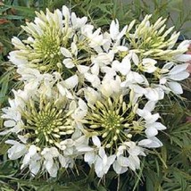 USA Store 50 Seeds Giant White Queen Cleome/Spider Flower Seeds Reseeding Annual - £6.39 GBP