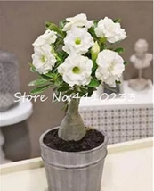 Beautiful Flower Adenium Obesum Bonsai  - £10.88 GBP