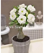 Beautiful Flower Adenium Obesum Bonsai  - $18.68 CAD