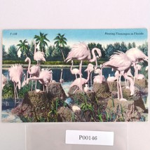 Vintage Florida Linen Postcard Nesting Flamingos 1952 Miami Birds - $244.64 MXN