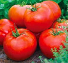 Tomato Ace 55 Bush Determinate Low Acid Organic Seeds - $9.98