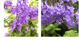 20+” Tall Jacaranda Brazilian Live Blue Purple Flowering Plant Tree  - £43.95 GBP