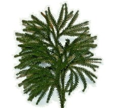 24 Real Princess Pine ClubMoss Fern Sm Woodland Shade Plant Holiday Tabl... - £30.82 GBP