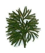 24 Real Princess Pine ClubMoss Fern Sm Woodland Shade Plant Holiday Tabl... - £30.41 GBP