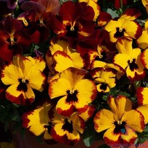 SL 200+ Freefall Xl Fire Pansy (Viola) Seeds For Garden - Usa - ! - £3.53 GBP