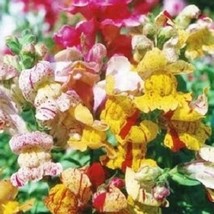 100 Snapdragon Brighton Rock Seeds USA SELLER - $8.78