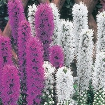 50+ Liatris Purple And White Mix Flower Seeds - £7.85 GBP