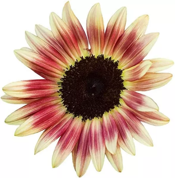 20 Strawberry Blonde Sunflower Seeds To Grow Helianthus Annus Pink And Yellow Us - £15.78 GBP