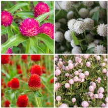 USA SELLER Gomphrena Variety: Carmine, Audray white, Strawberry fields, Frosty p - £18.69 GBP