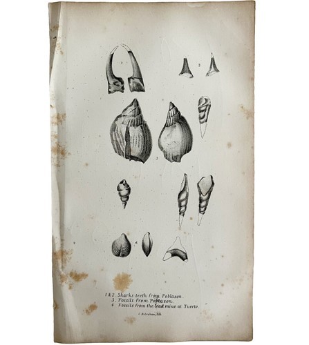 Fossils Shark Teeth 1847 Executive Documents Hand Lithograph Victorian DWAA1A Item image 2