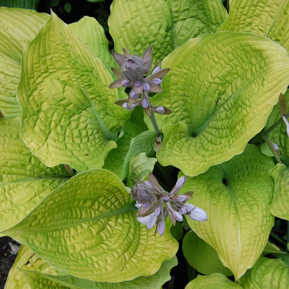 Hosta Coast to Coast 5.25&quot; Pot Well Rooted Perennial Shade Proven Winners - £11.77 GBP