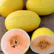 30 Seeds Cantaloupe Crenshaw Melon STEP-BY-STEP Guide Included With Quality Seed - £11.84 GBP