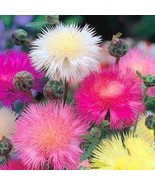 Centaurea Imperialis Sweet Sultan Color Mix Seed Fresh Garden - $183.41 MXN